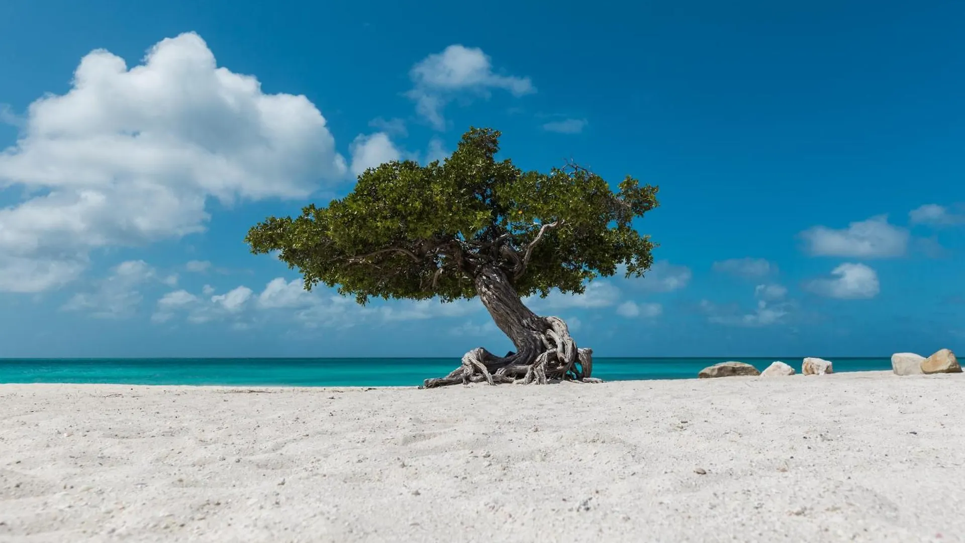 Apartament Wariruri 313 - Rooi Santo 31 Palm Beach Aruba